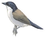 White-breasted Nigrita Illustration