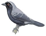 Grey-headed Nigrita Illustration