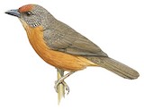 Red-fronted Antpecker Illustration