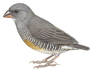 Quailfinch - Ortygospiza atricollis - Birds of the World