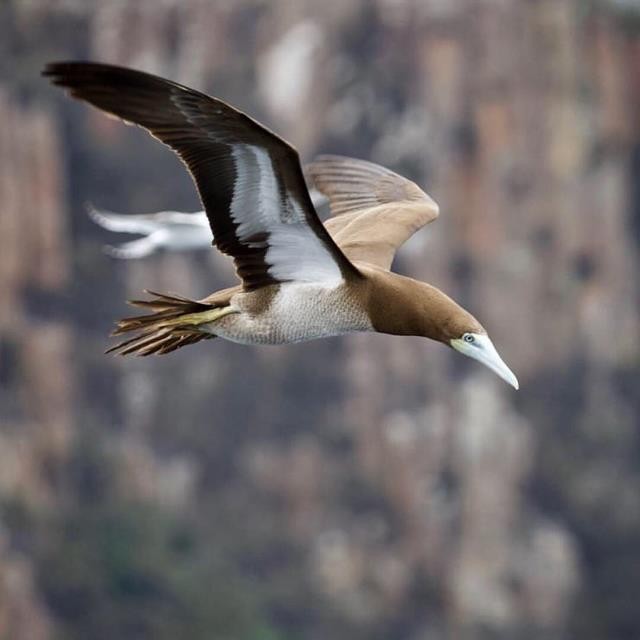 Brown Booby - Birdline Australia