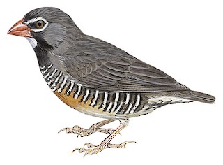 Quailfinch - Ortygospiza atricollis - Birds of the World