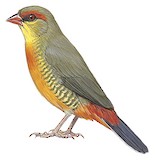 Orange-breasted Waxbill Illustration