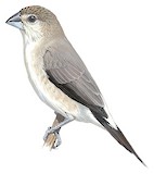 Indian Silverbill Illustration