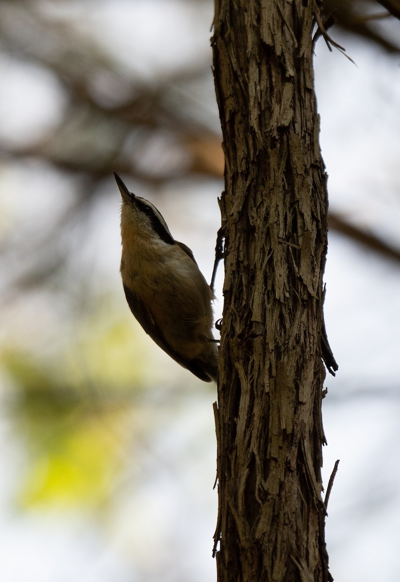 Red-breasted Nuthatch - Jim Arnett