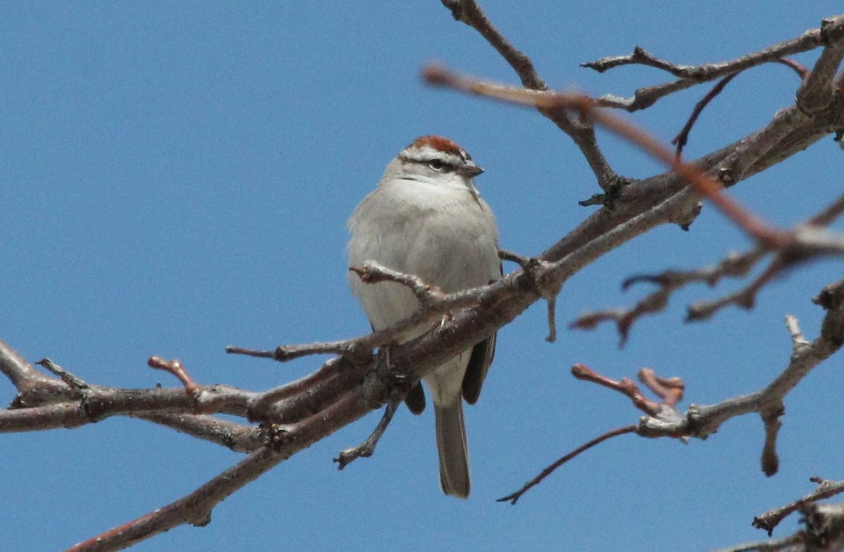 Chipping Sparrow - 🦅 ꙅɒᴎoɔiʜƆ ʏɔɒɿT 🦃