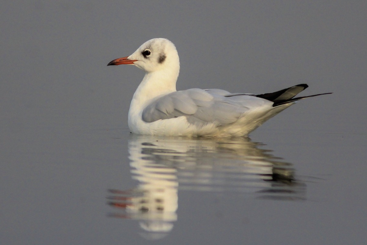 Mouette rieuse - ML153550791