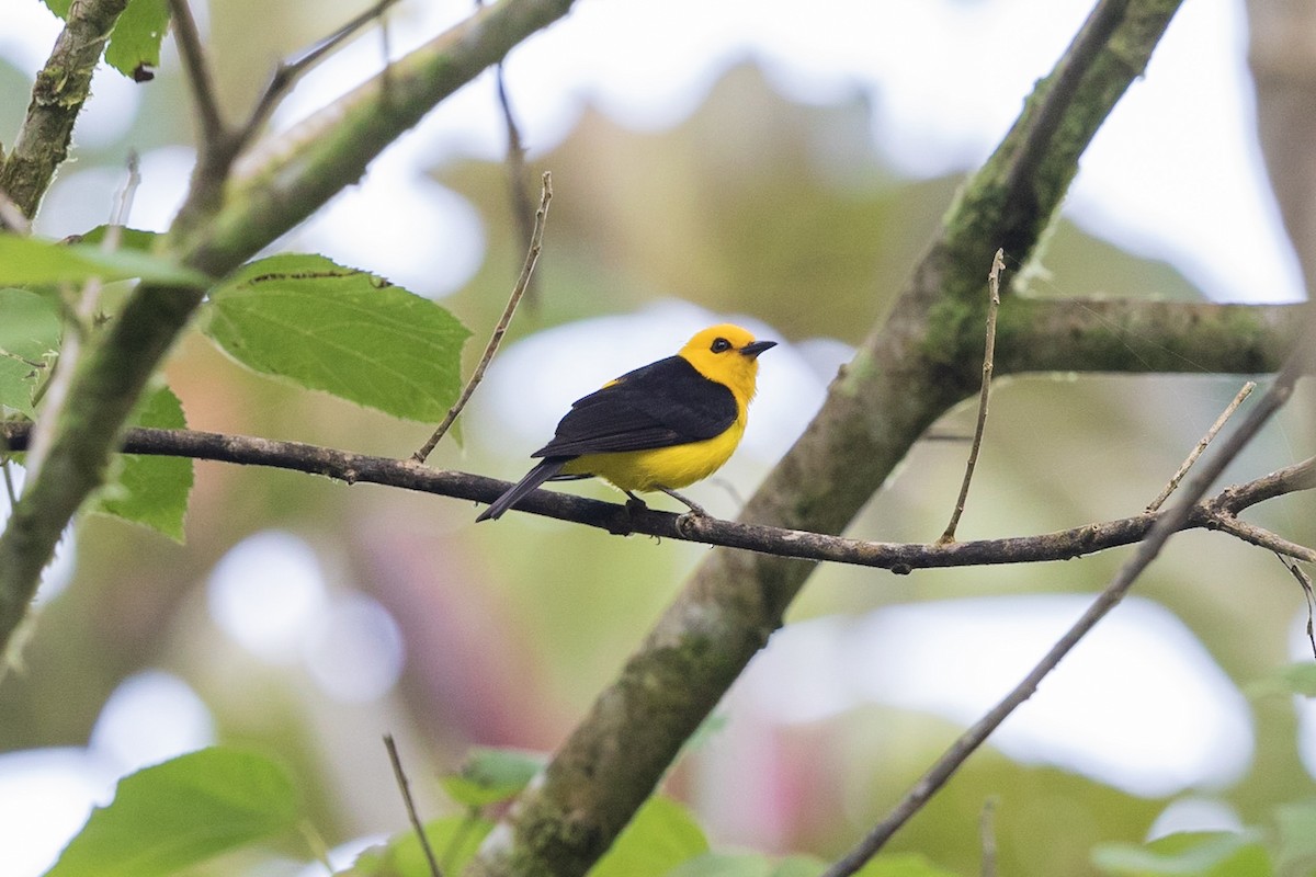 Black-and-yellow Tanager - Stefan Hirsch