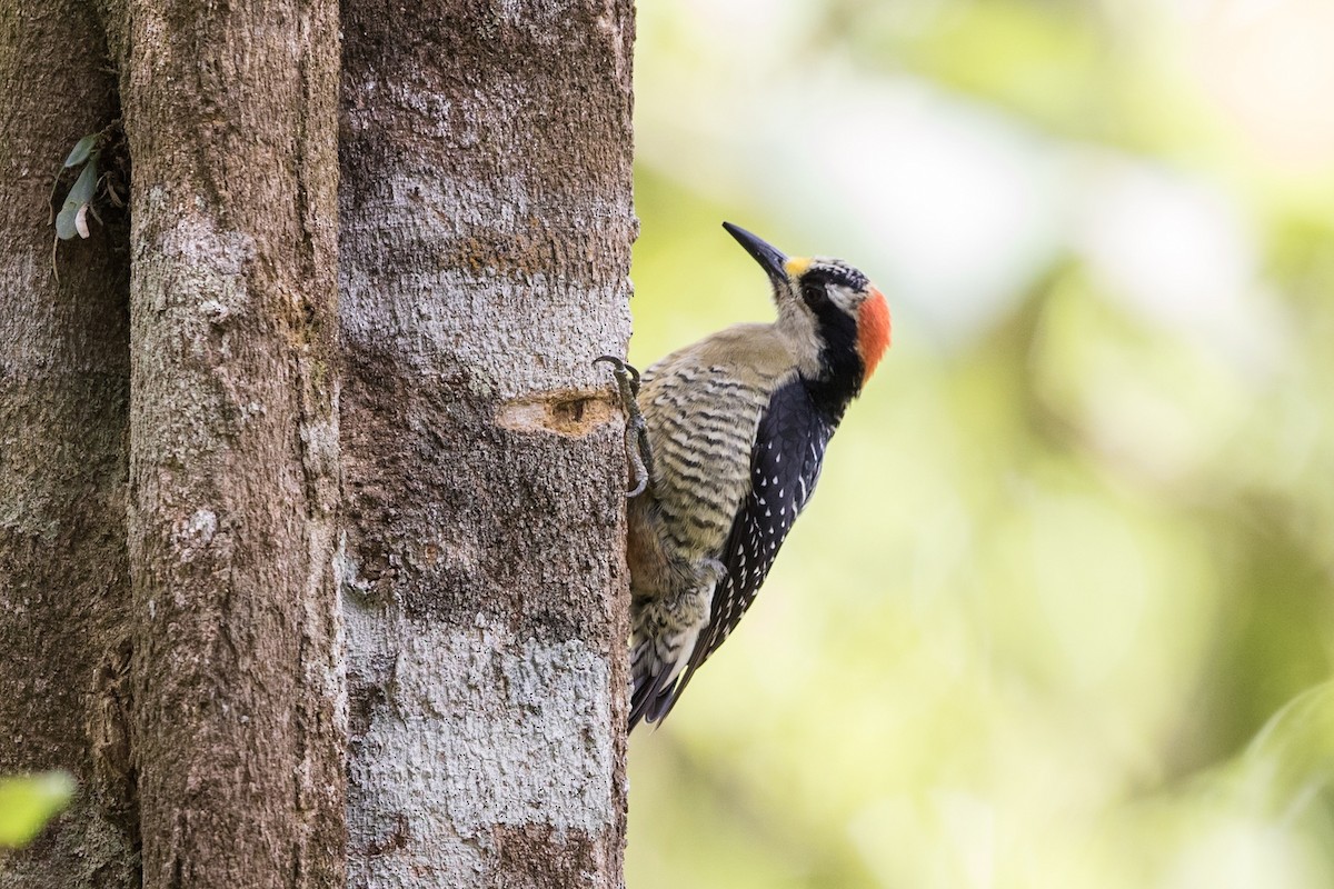 Black-cheeked Woodpecker - Stefan Hirsch