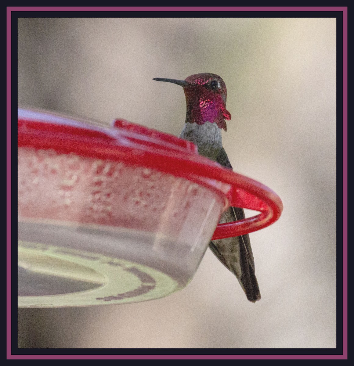 Anna's Hummingbird - Bonnie Graham