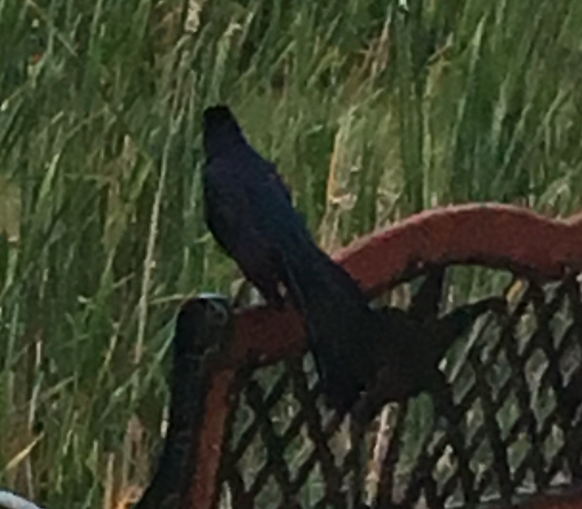Great-tailed Grackle - ML153553131