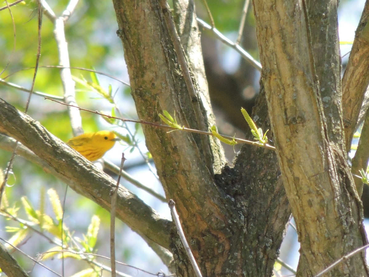 Yellow Warbler - ML153553491