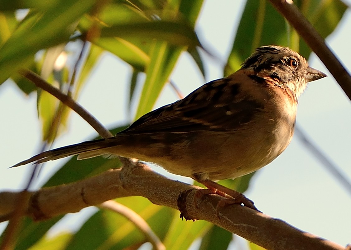 Rufous-collared Sparrow - Tulio J P da Silva