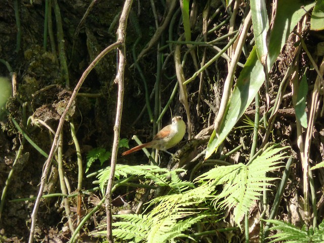 Stripe-crowned Spinetail