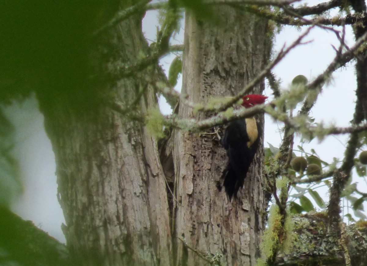 Cream-backed Woodpecker - ML153554681