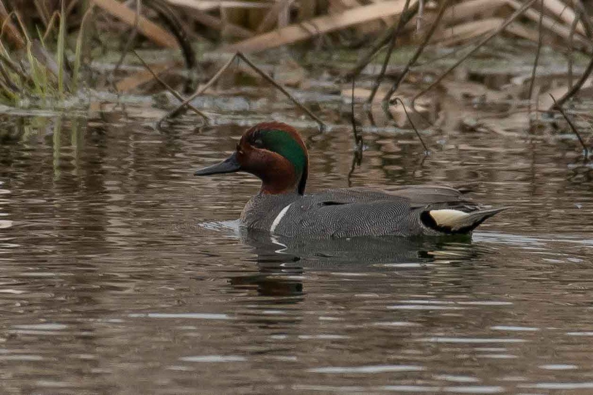 Green-winged Teal - Gerry Gerich