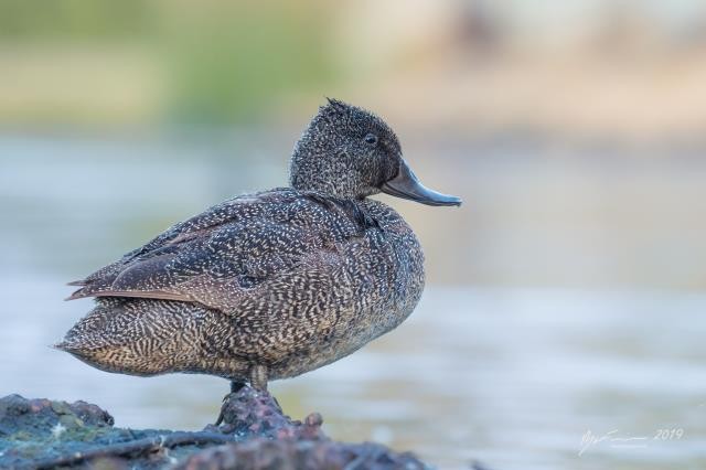 Freckled Duck - Birdline Australia