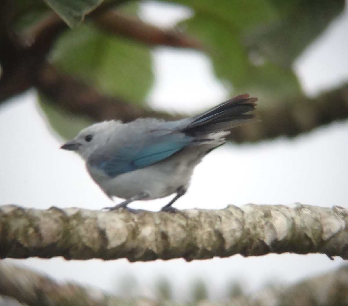 Blue-gray Tanager - ML153555061