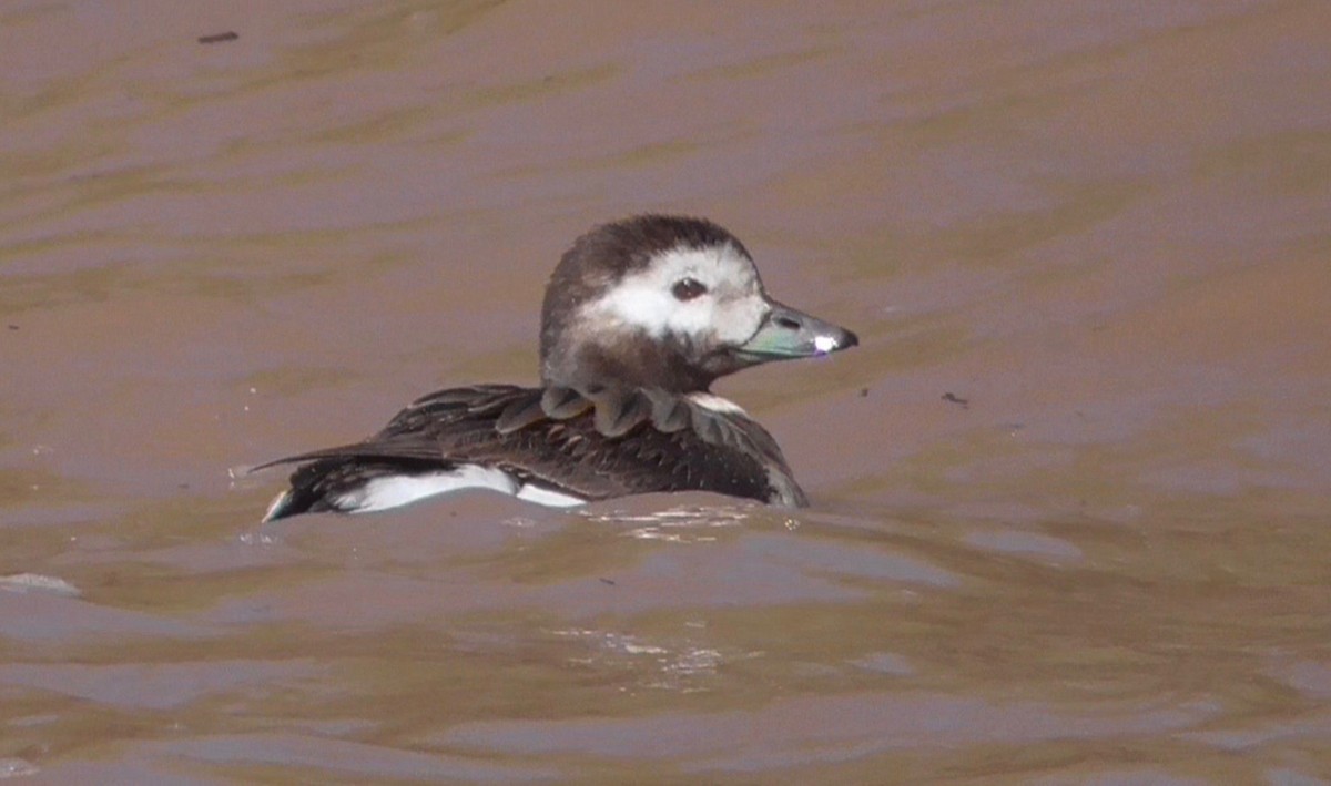 Long-tailed Duck - Bernard Morris