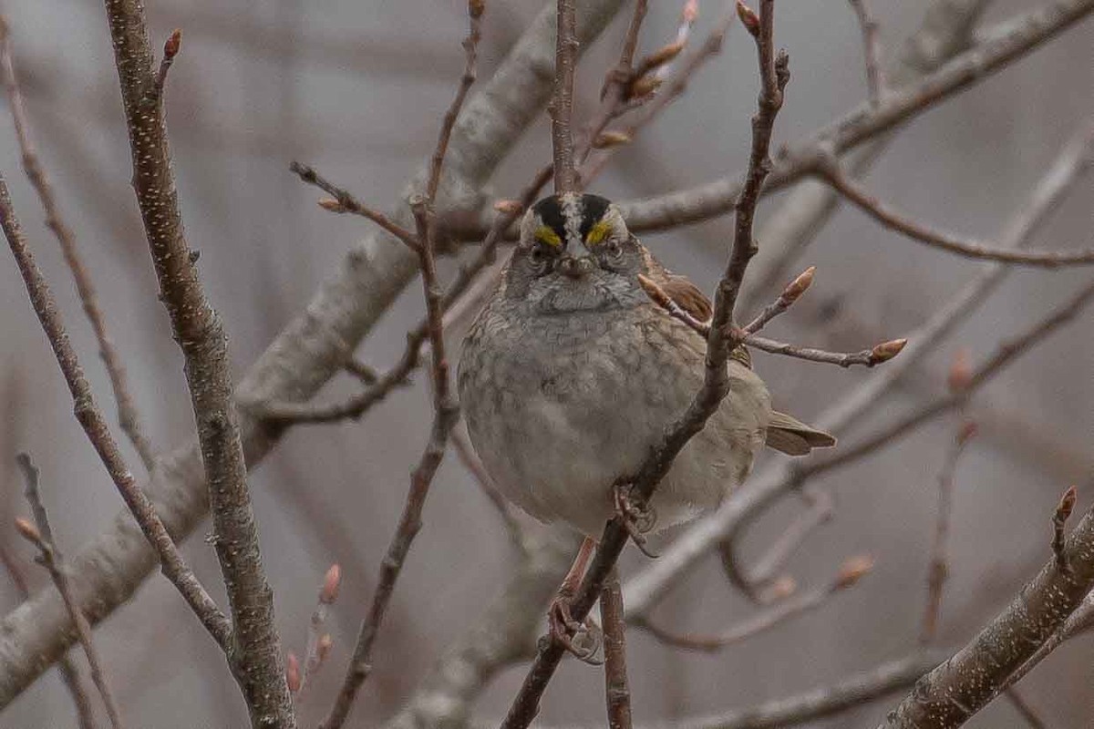 White-throated Sparrow - ML153556601
