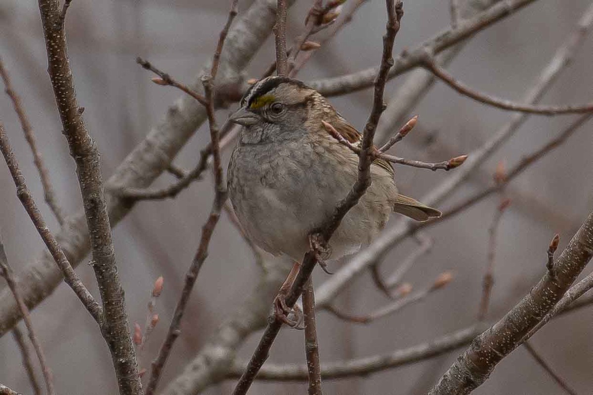 White-throated Sparrow - ML153556631