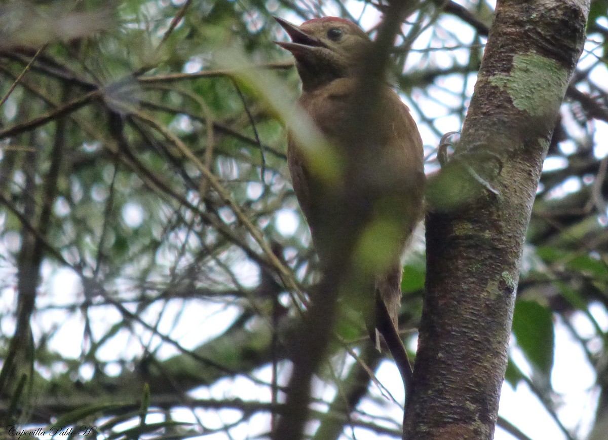 Smoky-brown Woodpecker - ML153557061