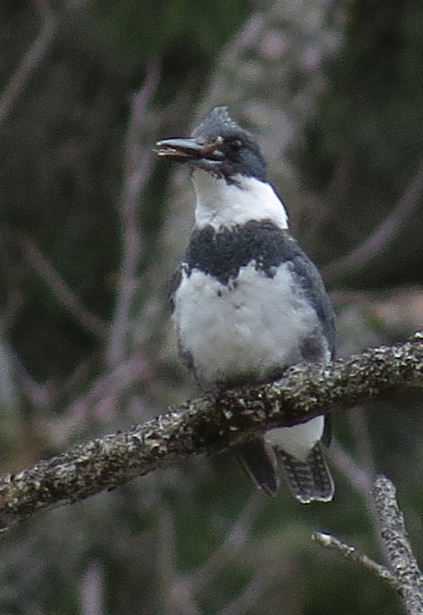 Belted Kingfisher - ML153557841