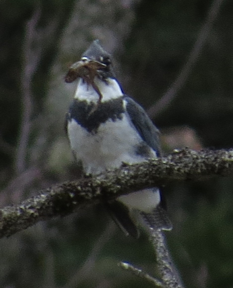 Belted Kingfisher - ML153557981