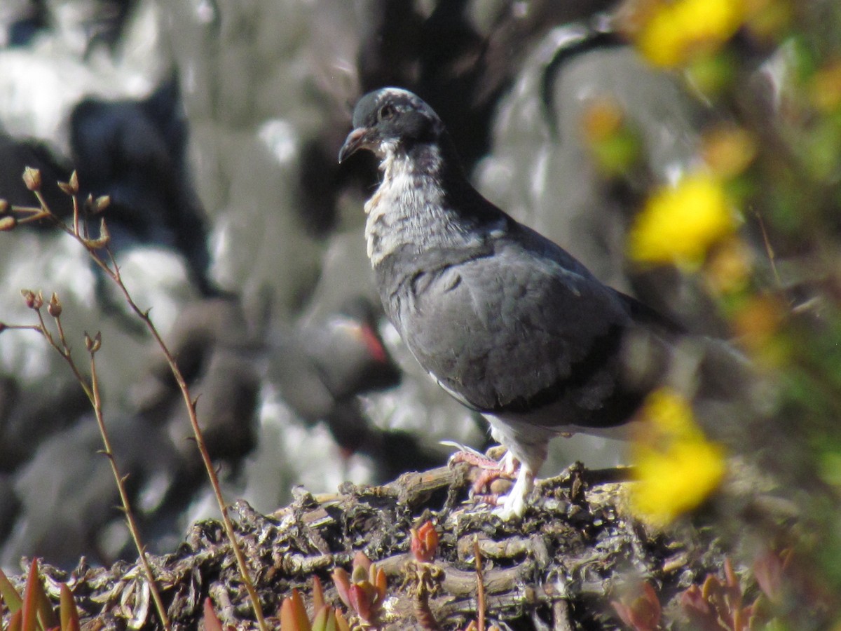 Rock Pigeon (Feral Pigeon) - ML153558081