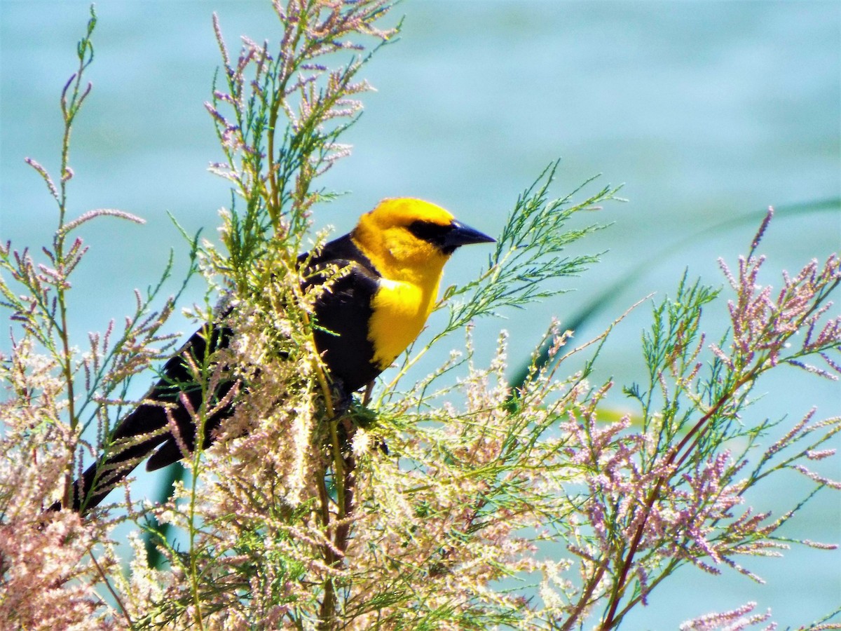 Yellow-headed Blackbird - Geoffrey Newell