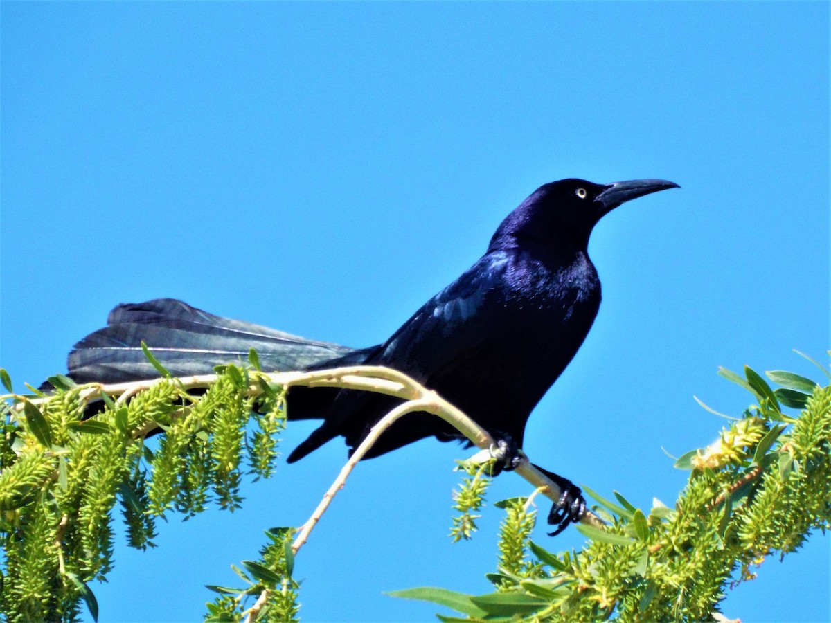 Great-tailed Grackle - ML153559061