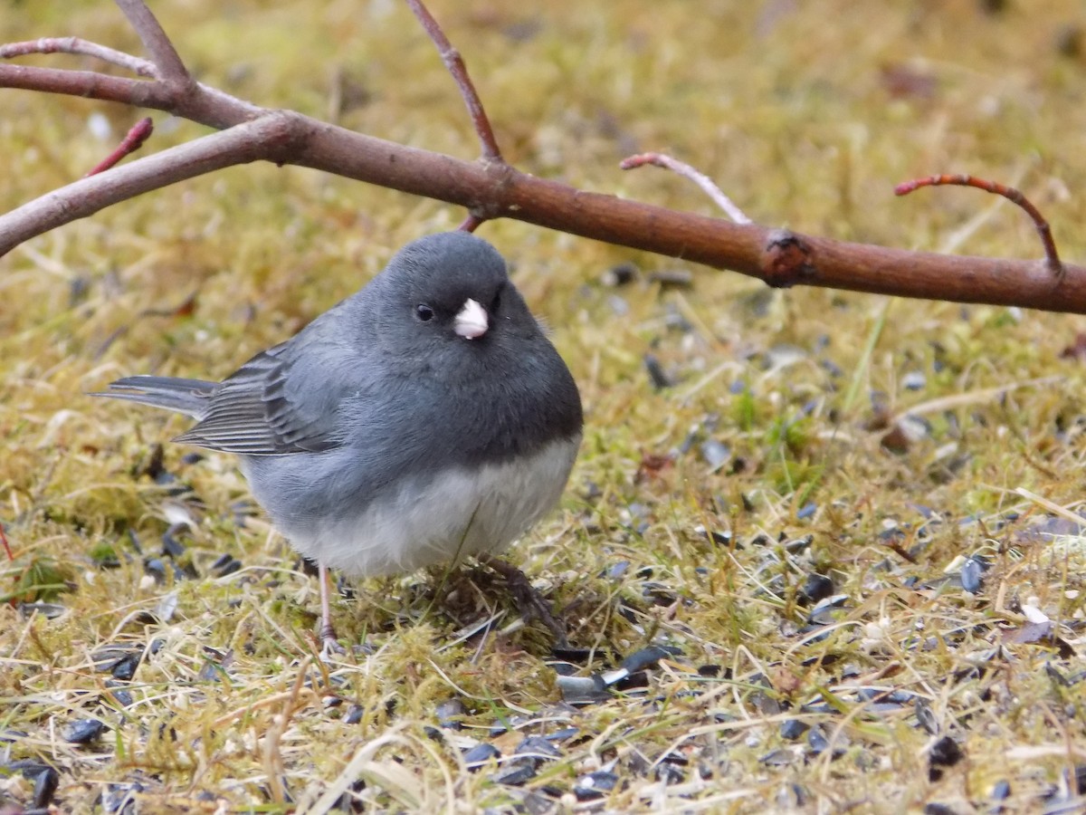 Dark-eyed Junco - The Real Anonymous