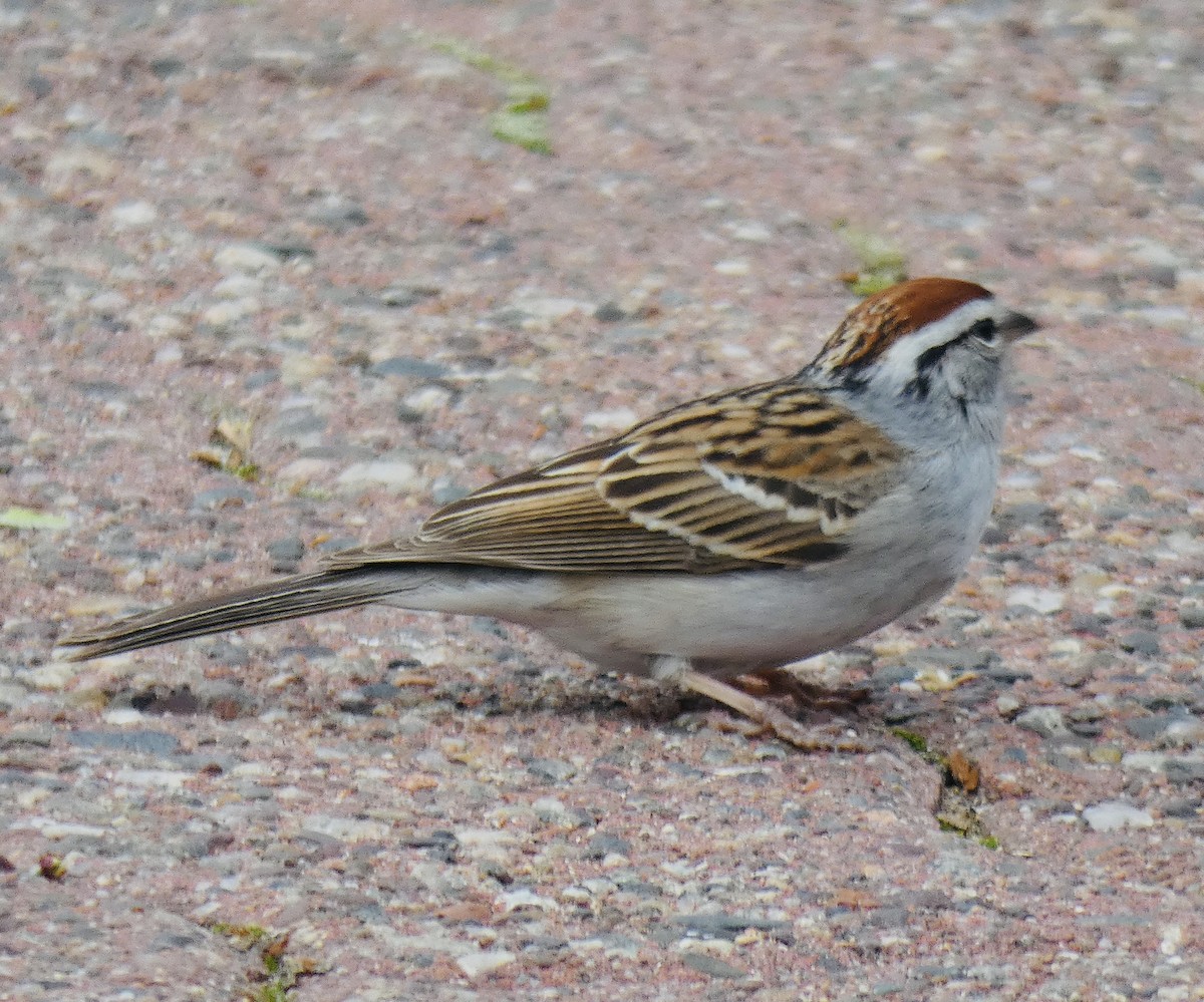 Chipping Sparrow - Anna Testone