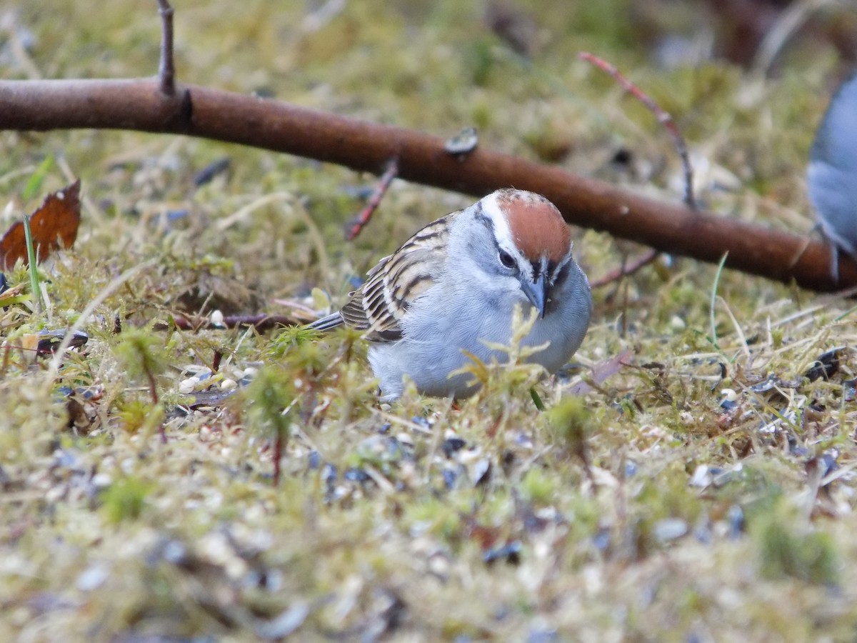 Chipping Sparrow - The Real Anonymous