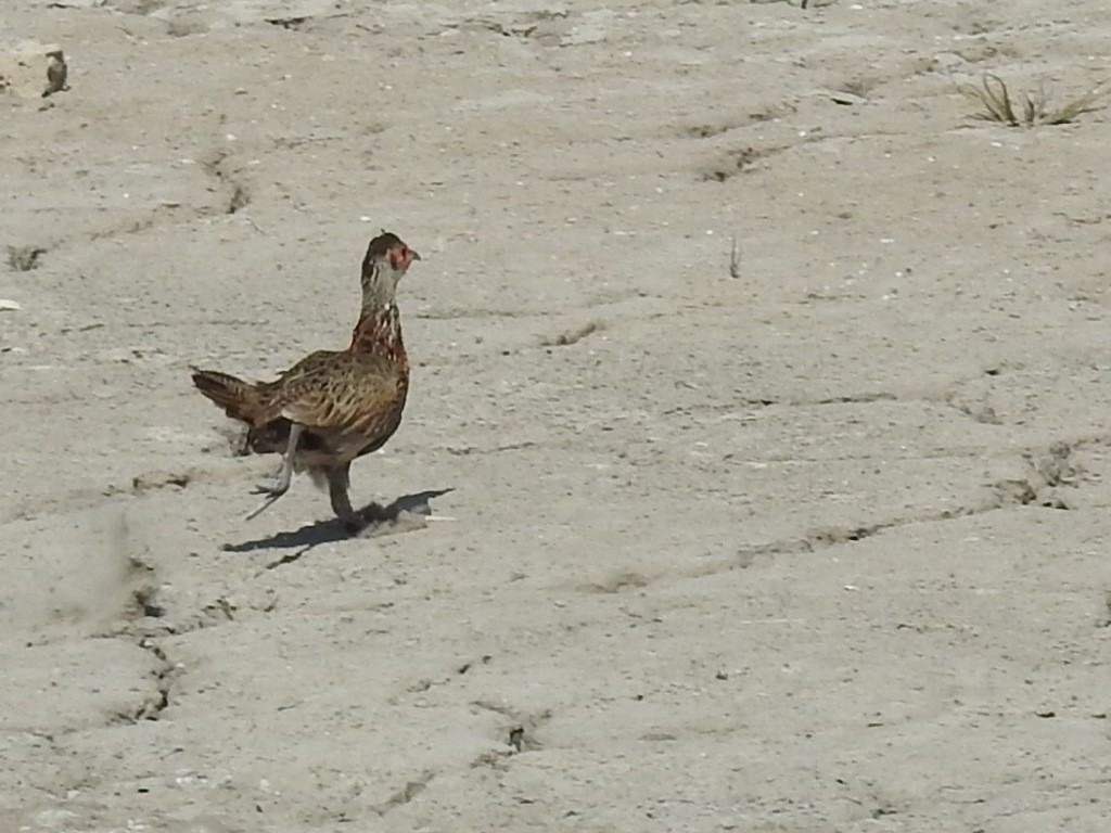 Ring-necked Pheasant - ML153560701