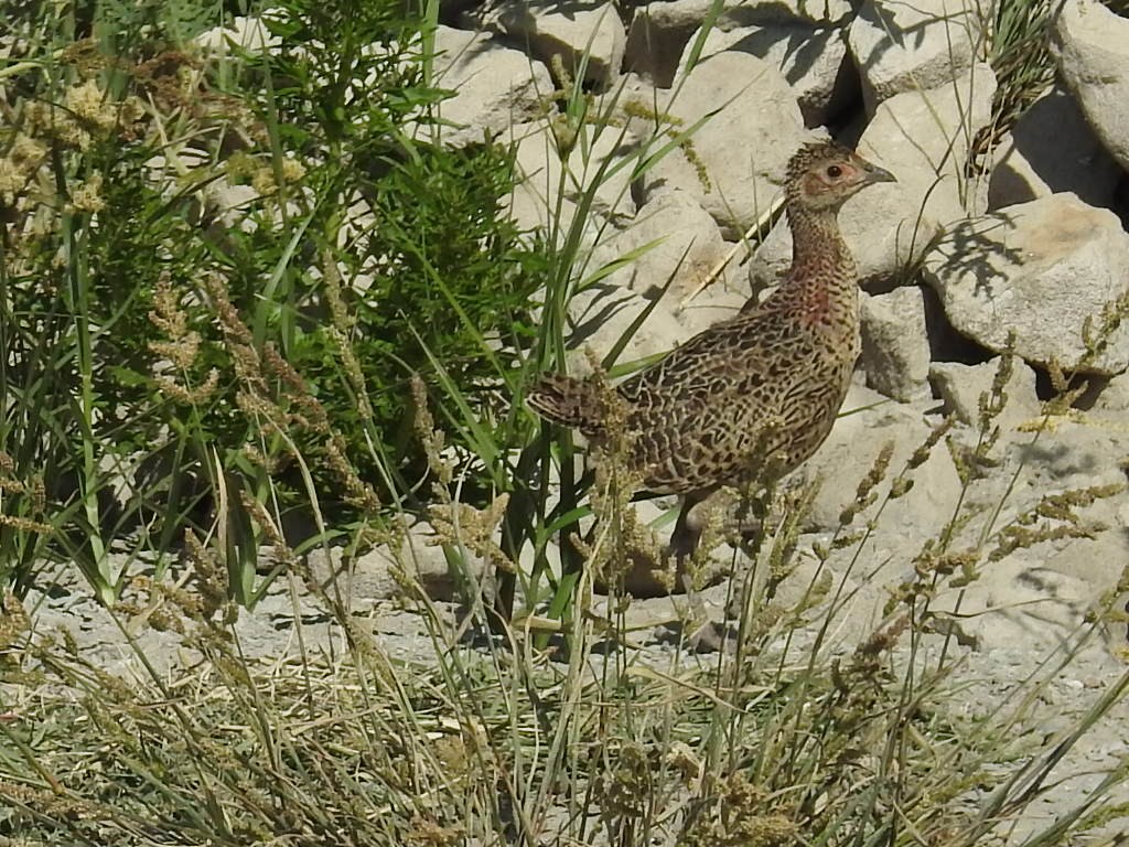 Ring-necked Pheasant - ML153560711