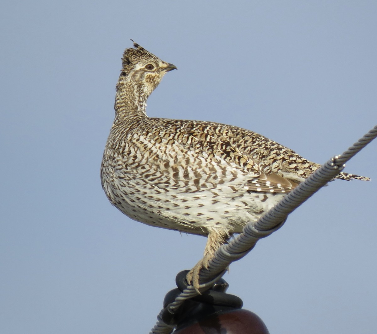 Sharp-tailed Grouse - Diane Roberts