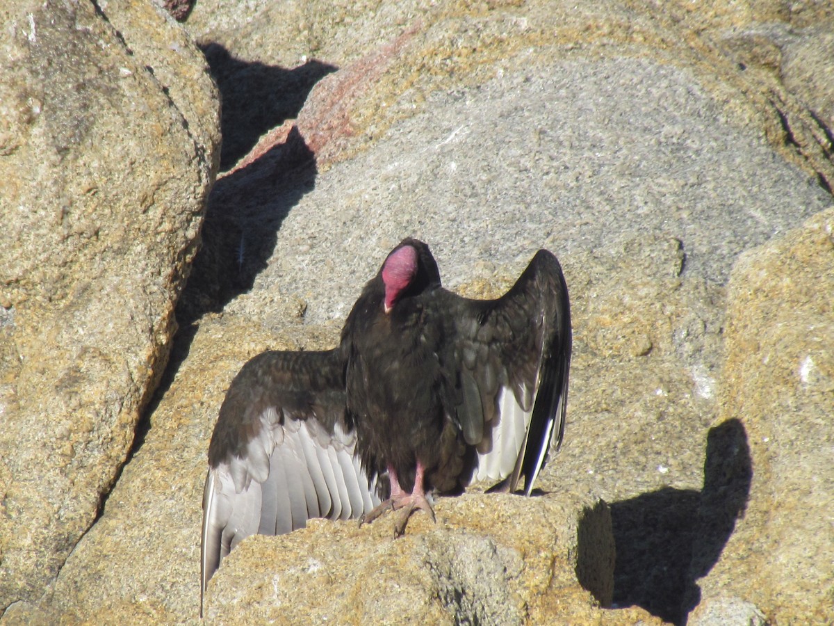 Turkey Vulture - ML153561201