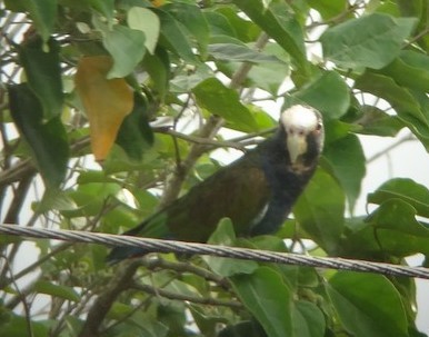 White-fronted Parrot - ML153561321