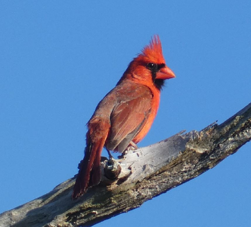 Northern Cardinal - Bill Pranty