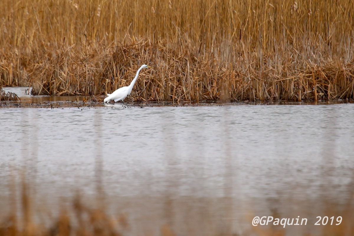 Great Egret - Guy Paquin