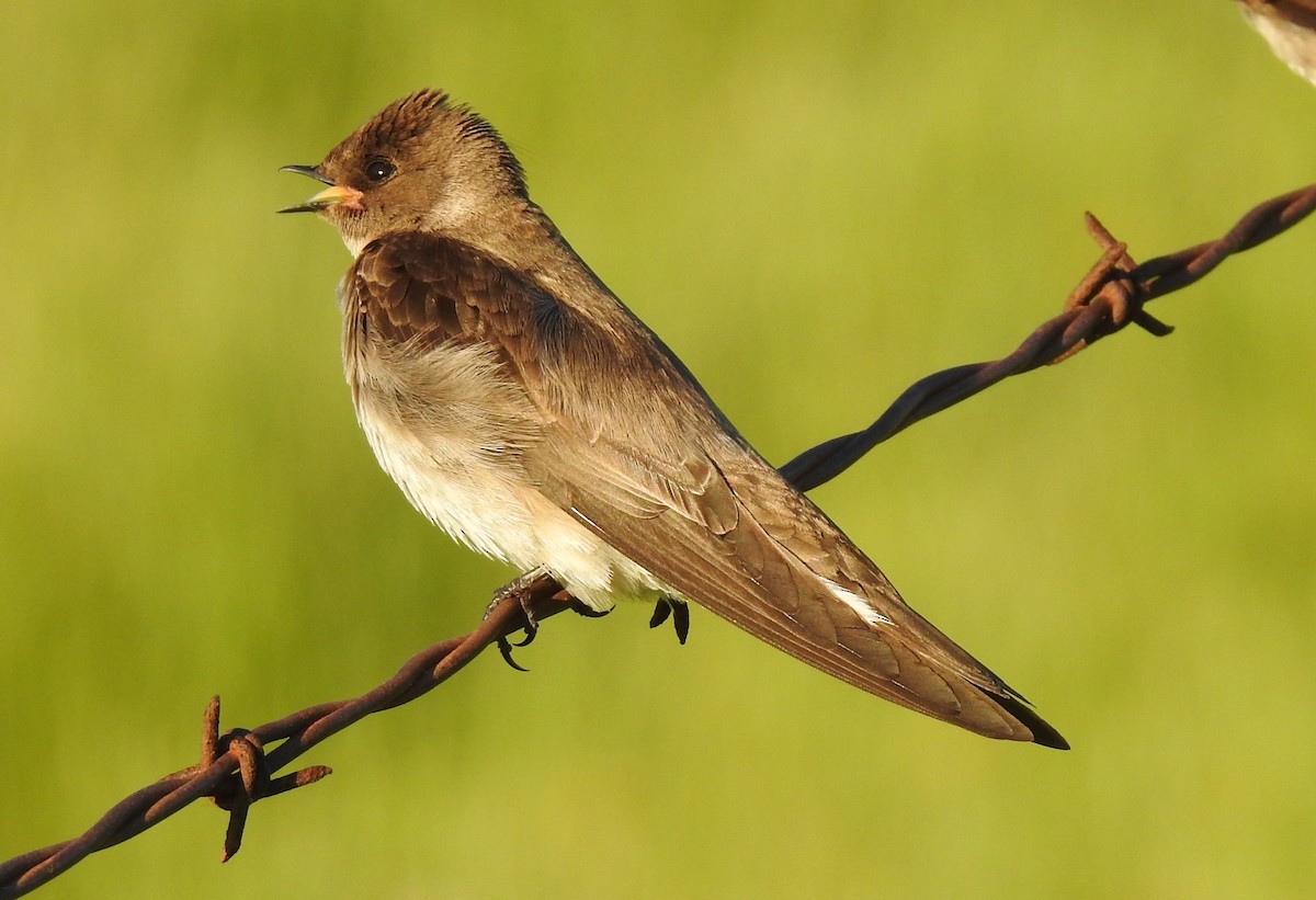 Northern Rough-winged Swallow - Bill Pelletier