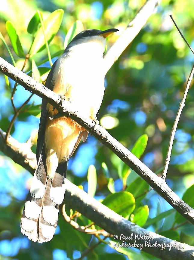 Mangrove Cuckoo - Paul Waller