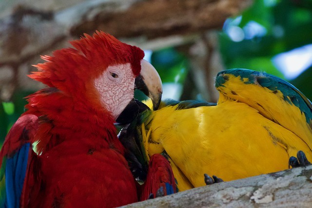 Scarlet Macaw - Minor Jiménez