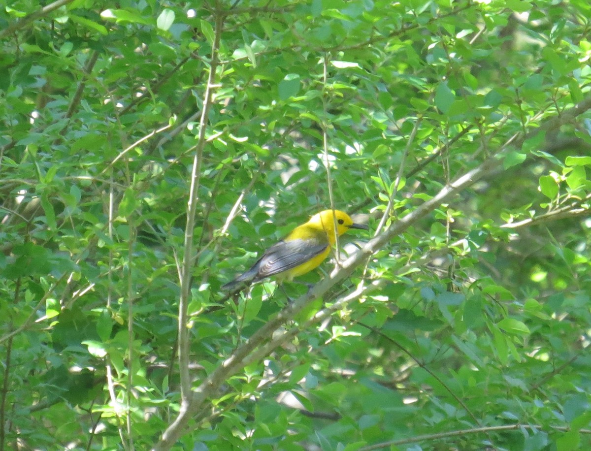 Prothonotary Warbler - ML153565101