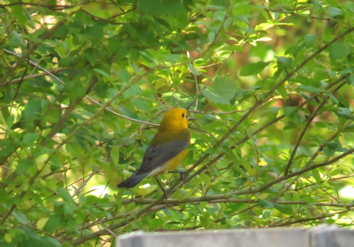 Prothonotary Warbler - ML153565141