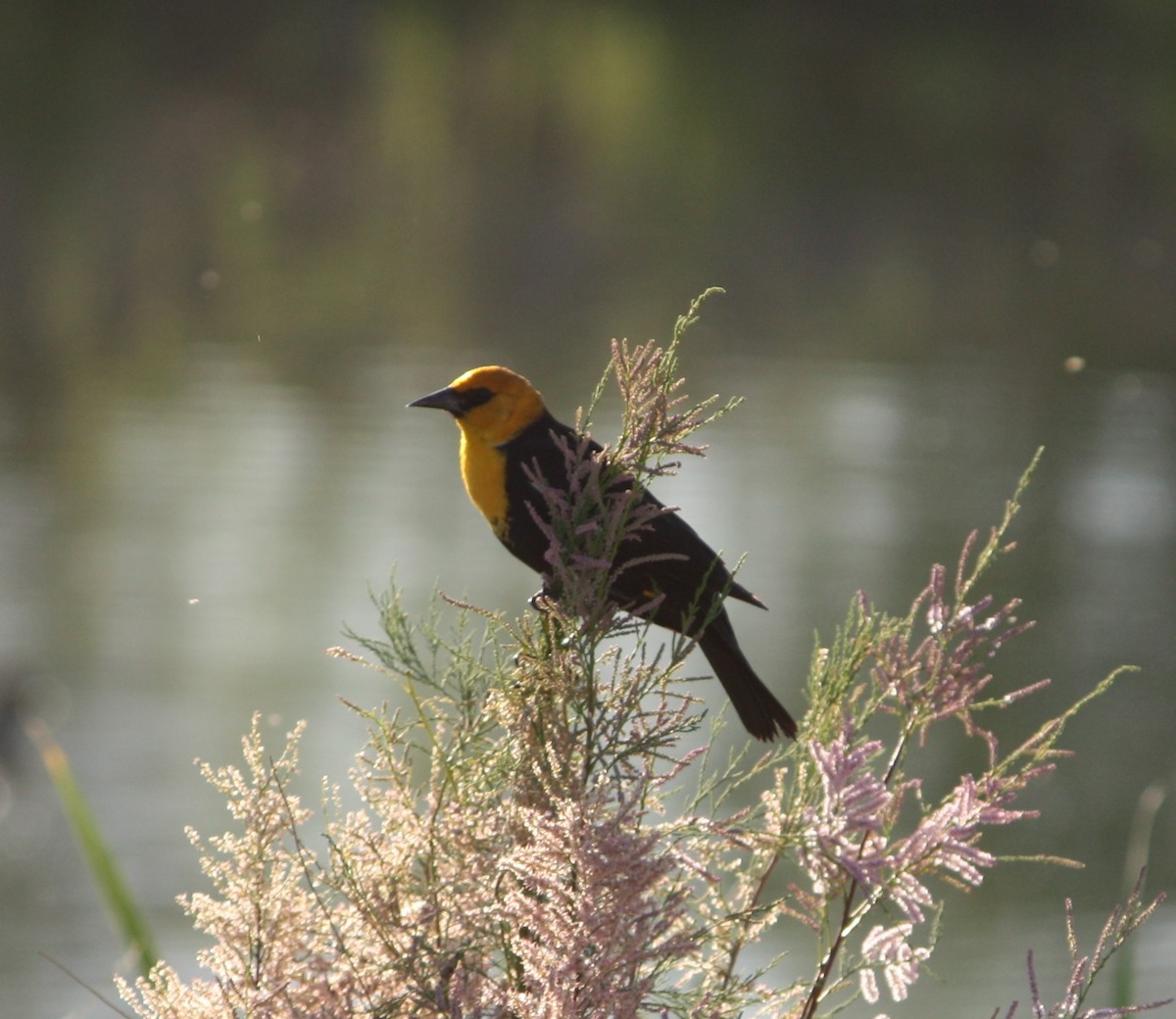 Yellow-headed Blackbird - Cathy Cox