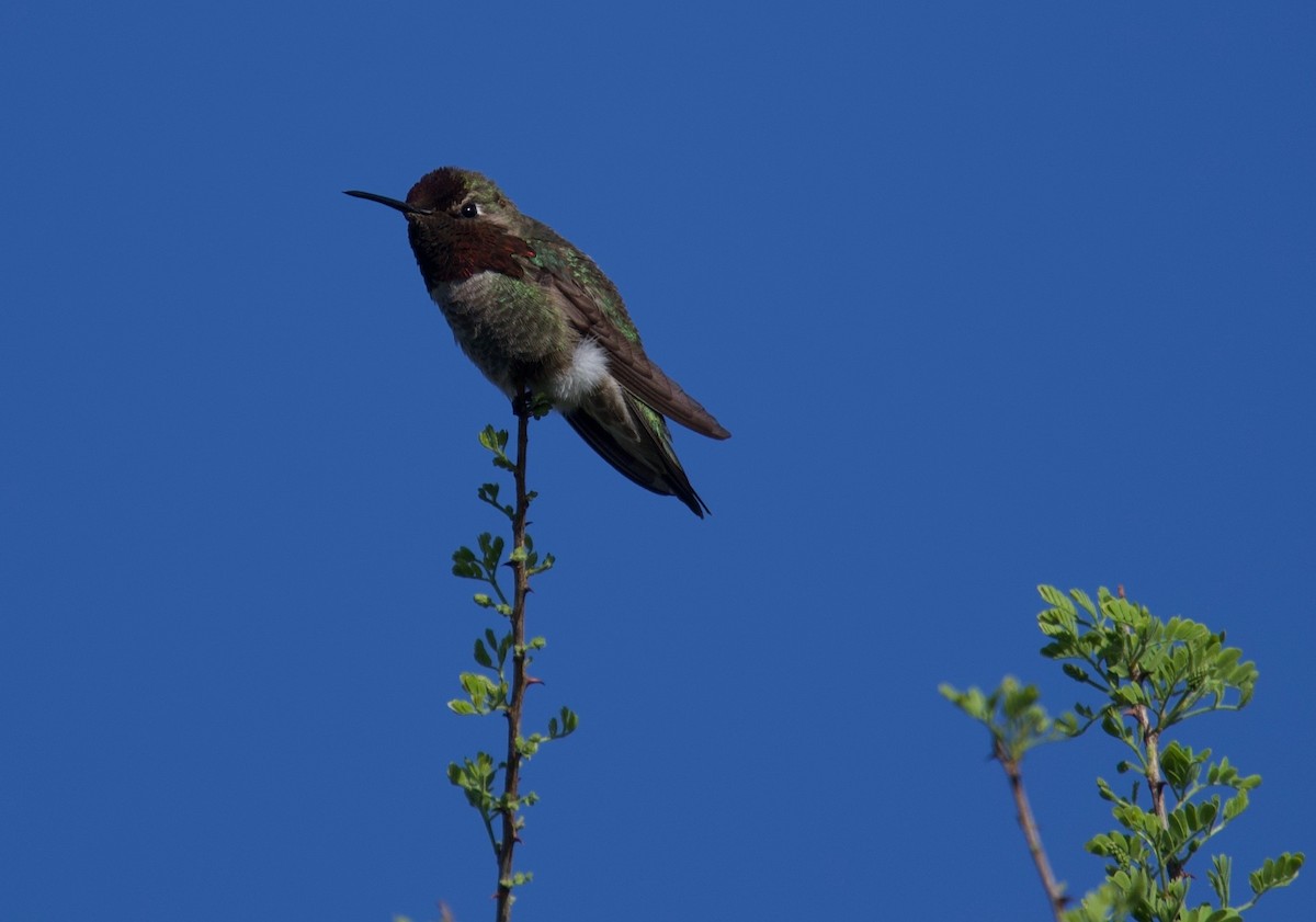 Anna's Hummingbird - Yvette Stewart