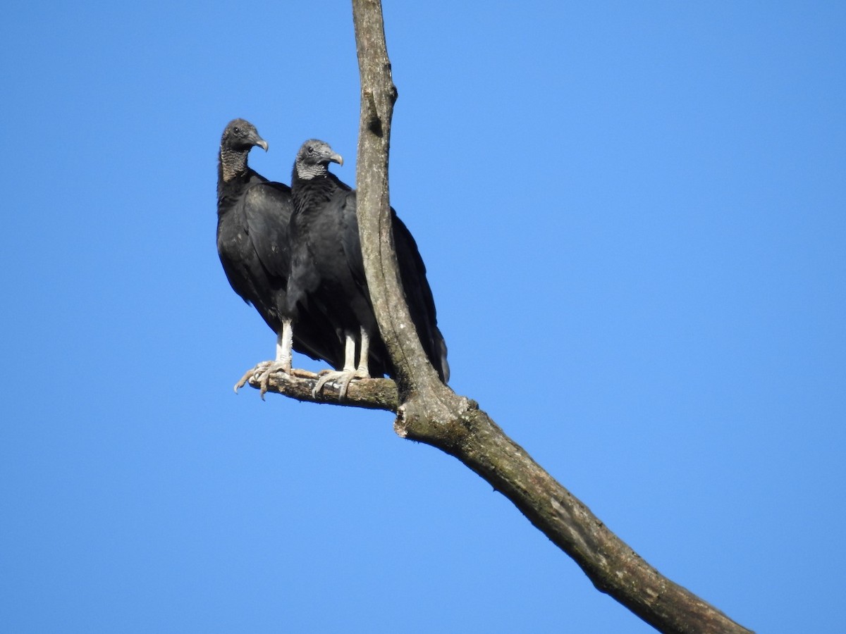 Black Vulture - Pablo Mealla