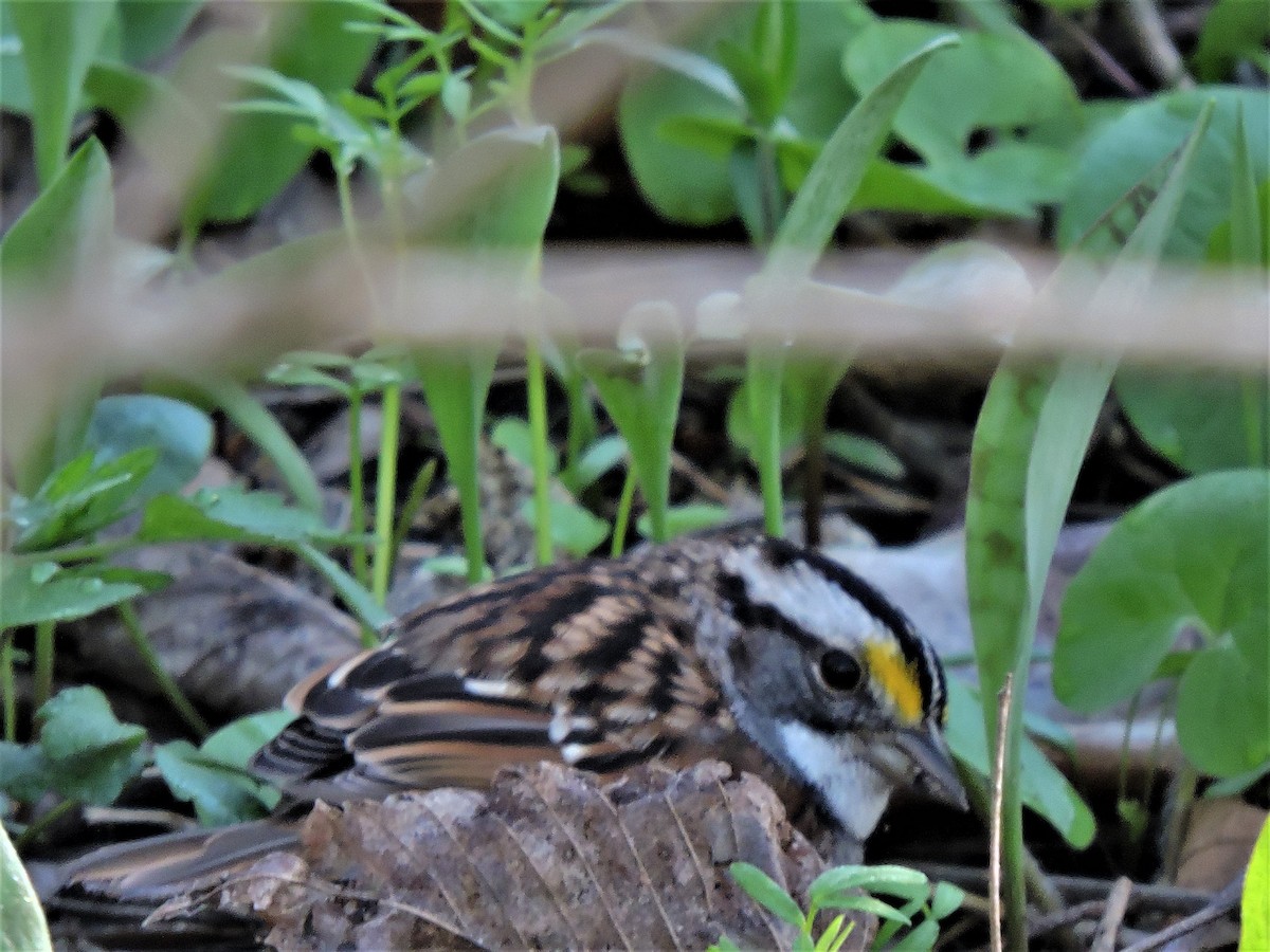 White-throated Sparrow - ML153568341